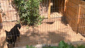 Zbiórka "Ogródek" dla każdego psiaka - miniaturka zdjęcia