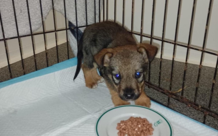 Szczeniak w klatce, jedzący z miski.