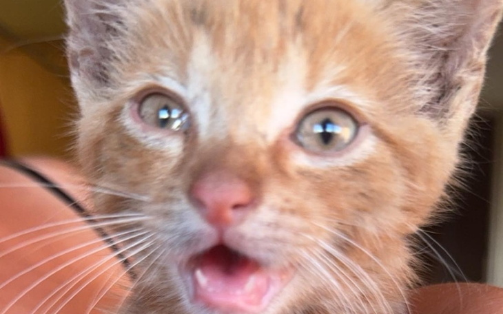 Zbiórka Na leczenie porzuconego kociaka - zdjęcie główne