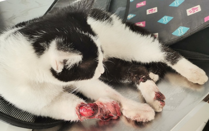 Zbiórka Zbiórka na amputacje łapki kota - zdjęcie główne