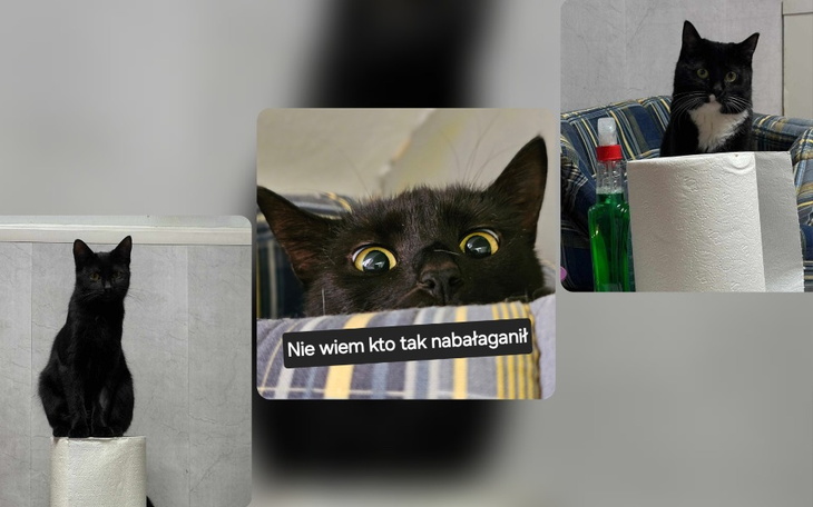 Zbiórka Środki czystości do kociarni - zdjęcie główne