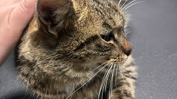 Zbiórka Bezdomna kotka - miniaturka zdjęcia