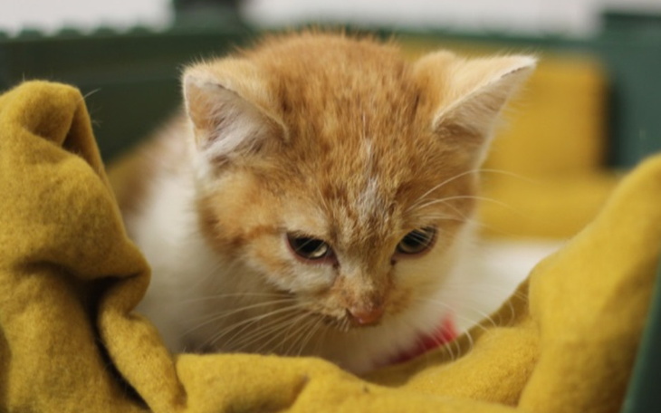 Zbiórka Zigi walczy o życie. - zdjęcie główne