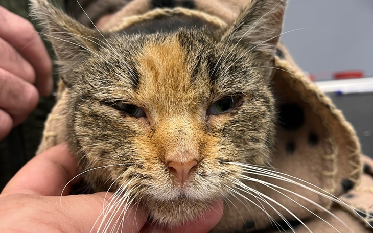 Zbiórka Skrajnie wycieńczona kocia SOS - zdjęcie główne