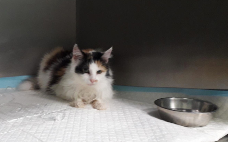 Zbiórka Błagamy Pomóżmy Lamii - zdjęcie główne