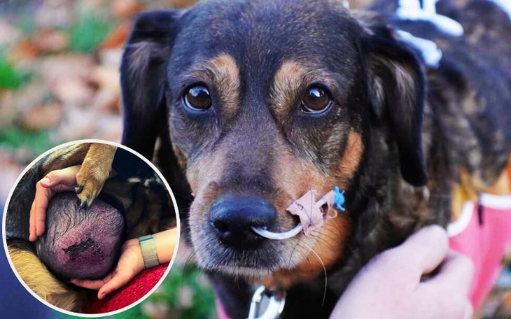 Pies z raną na pysku, potrzebujący pomocy weterynaryjnej.