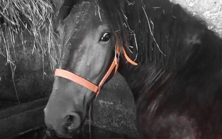 Zbiórka Winna - zdjęcie główne