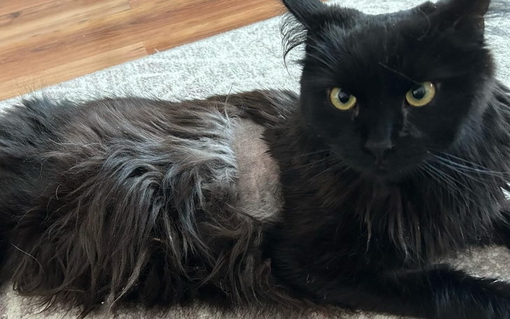 Czarny kot leżący na dywanie, z wyraźnym spojrzeniem.