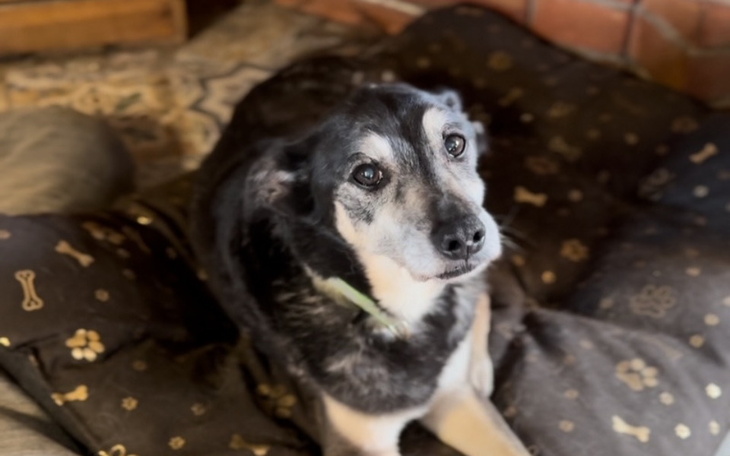 Starszy pies siedzi na poduszce, patrząc w stronę obiektywu.