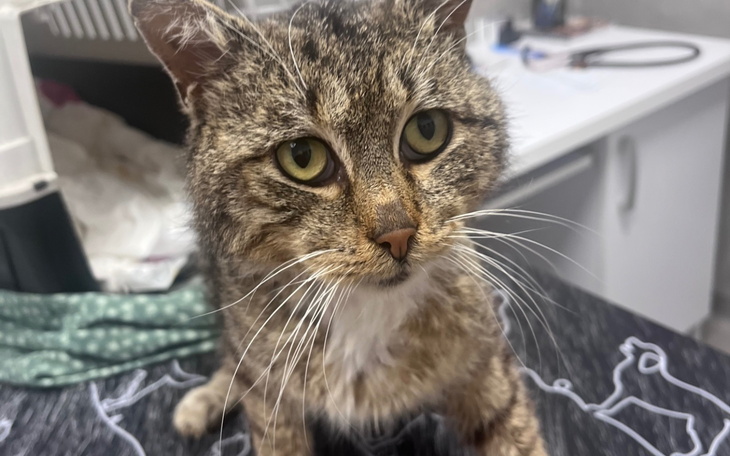 Kot z wyrazistymi oczami, siedzący na stole.