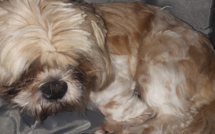 Zbiórka Pomóżmy mojemu pieskowi - zdjęcie główne