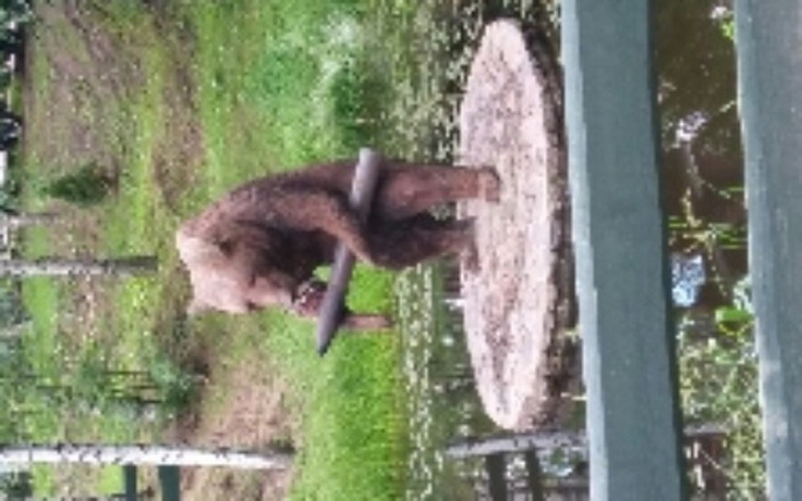 Niedźwiedź stojący na platformie w wodzie.