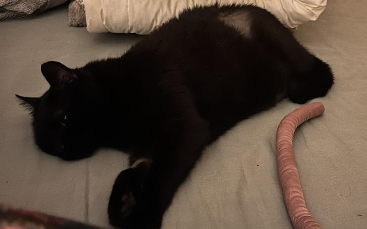 Zbiórka Diora chce być znów zdrowa - zdjęcie główne