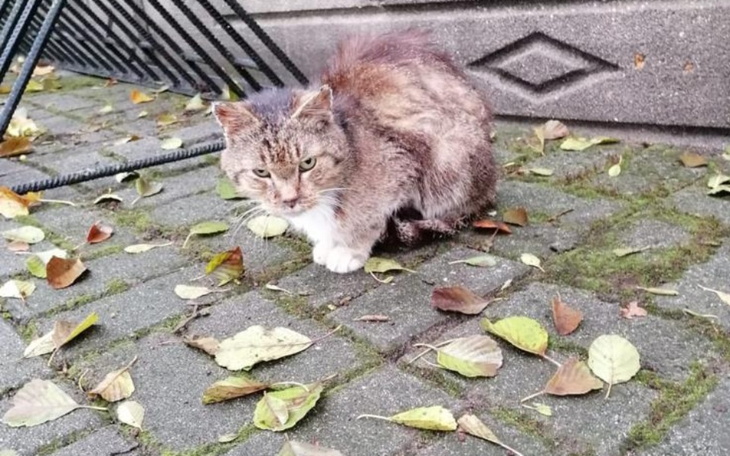 Zbiórka Rinoskopia dla Enza - zdjęcie główne
