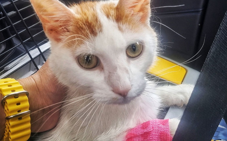 Zbiórka Śmiertelnie chory Tupcionek - zdjęcie główne