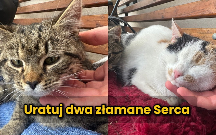Dwa koty w potrzebie, czekające na pomoc i nowy dom.