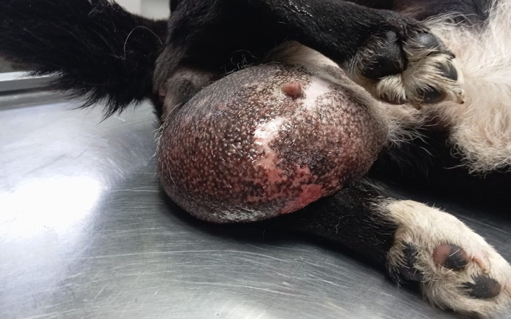 Chory pies z dużym guzem na brzuchu.