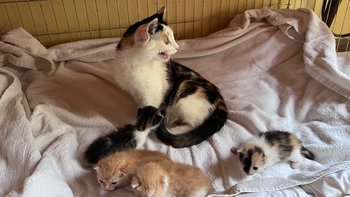 Zbiórka Pomóż Eli i jej rodzinie - miniaturka zdjęcia