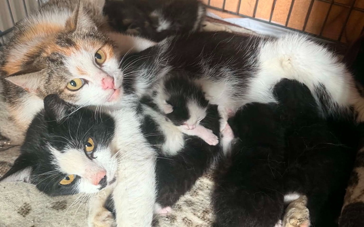 Mama kotka z małymi kociętami w przytulnym gnieździe.