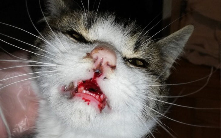 Zbiórka Ratuj nasze koty - zdjęcie główne