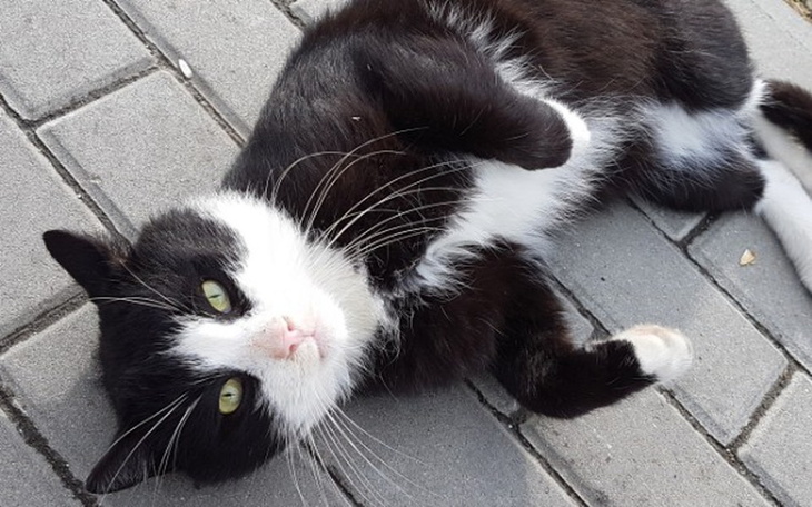 Zbiórka Czarno-biały Kocurek kastracja. - zdjęcie główne