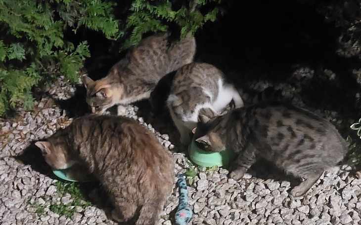 Cztery koty jedzące z misek w ogrodzie.