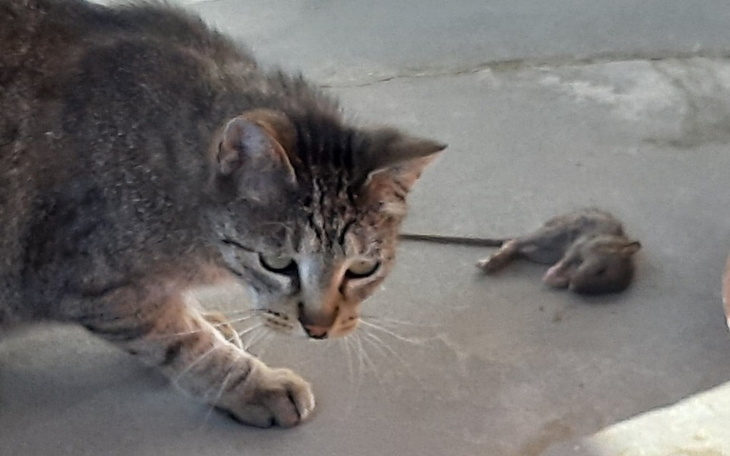 Zbiórka Pomoc dla Montaska - zdjęcie główne