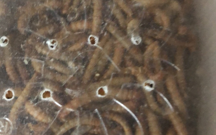 Zbiórka Złe warunki dla robaków - zdjęcie główne