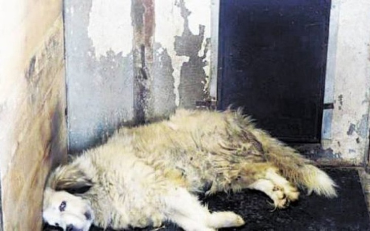 Zbiórka Na jedzenie dla psa - zdjęcie główne