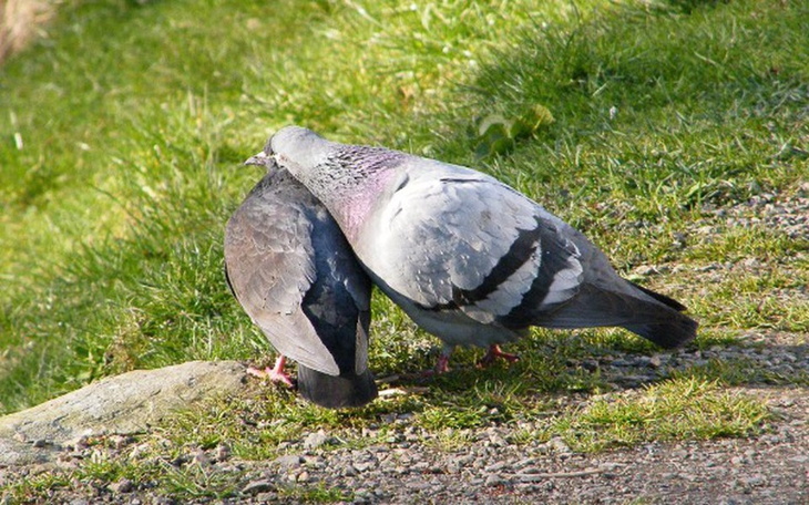Zbiórka 1982 - zdjęcie główne