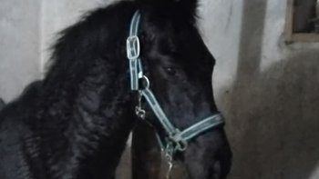 Zbiórka Źrebica oddana na hak czas do18 - miniaturka zdjęcia