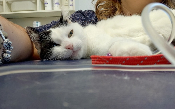 Zbiórka Elza - ząbki i nerki - zdjęcie główne