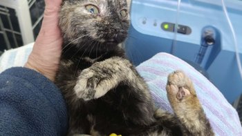 Zbiórka Zwierzęta uratowane z pożaru. - miniaturka zdjęcia