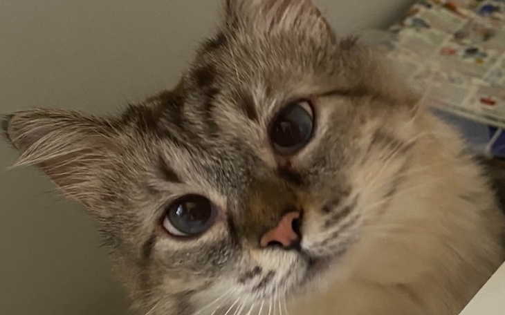 Zbiórka Ratunek dla Princeski - zdjęcie główne