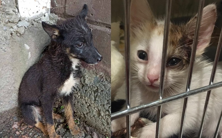 Zbiórka Kastracja bezdomnych zwierząt - zdjęcie główne