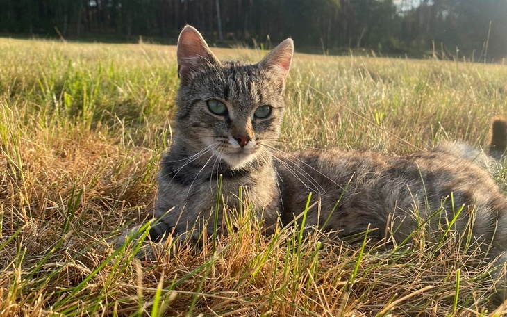 Zbiórka Tościk walczy z FIP - zdjęcie główne