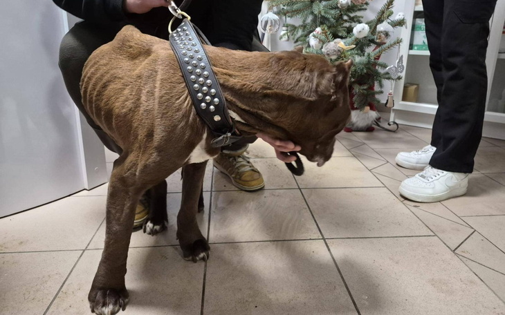 Pies w skórzanej obroży, w tle choinka i świąteczne dekoracje.