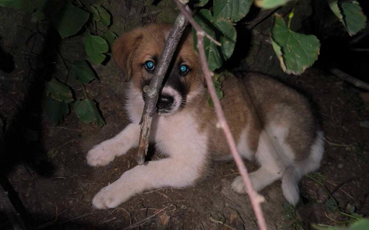 Zbiórka Na pomoc psim dzieciom z rowu - zdjęcie główne