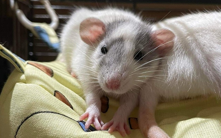 Zbiórka Zima u Ogoniastych - zdjęcie główne