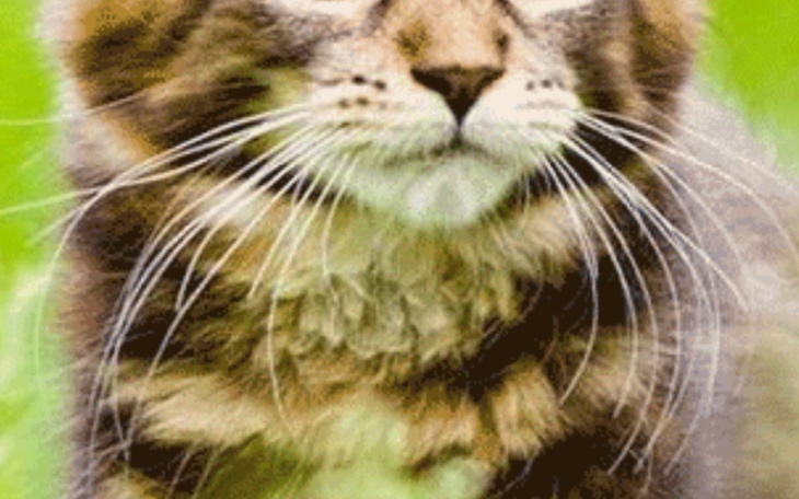 Zbiórka Zbiórka dla kotów i psów - zdjęcie główne