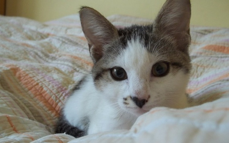 Zbiórka 11 kotów prosi o wsparcie! - zdjęcie główne