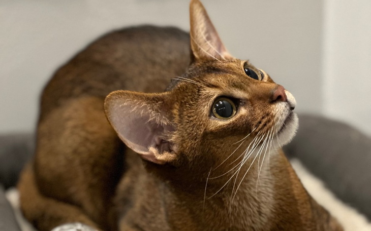 Zbiórka Na leczenie kotka Matta - zdjęcie główne