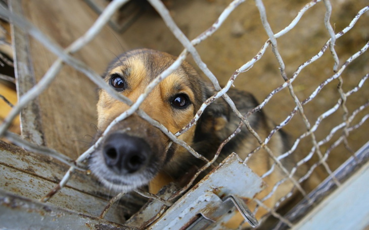 Zbiórka Pomagamy w schronisku - zdjęcie główne