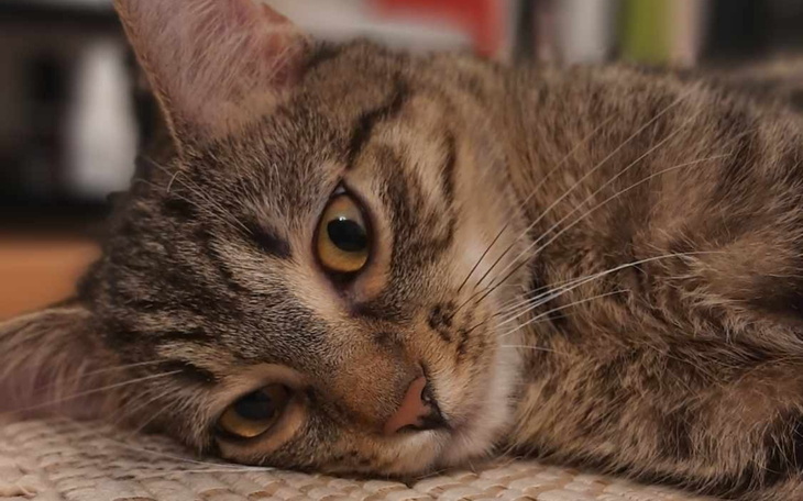 Zbliżenie na kota leżącego na podłodze.