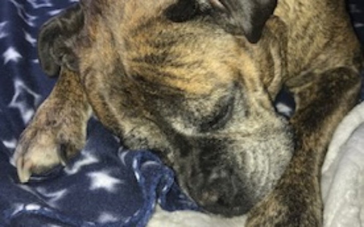 Zbiórka Walka Tigi by mogła chodzić - zdjęcie główne