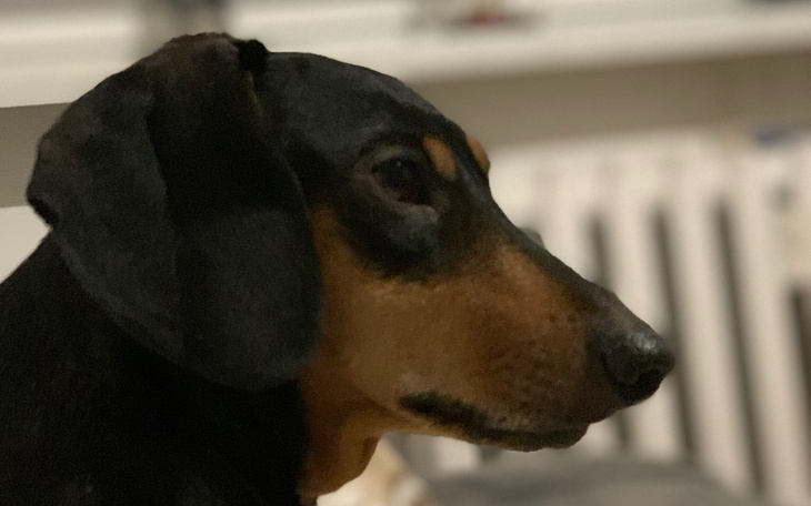 Zbiórka Karmelek- cudowny jamnik - zdjęcie główne