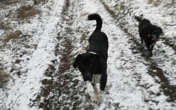 Zbiórka Na schroniska 1 - zdjęcie główne