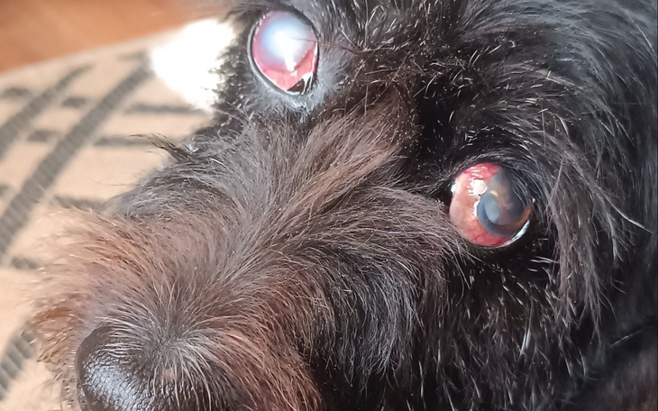 Zbliżenie na psa z czerwonymi oczami.