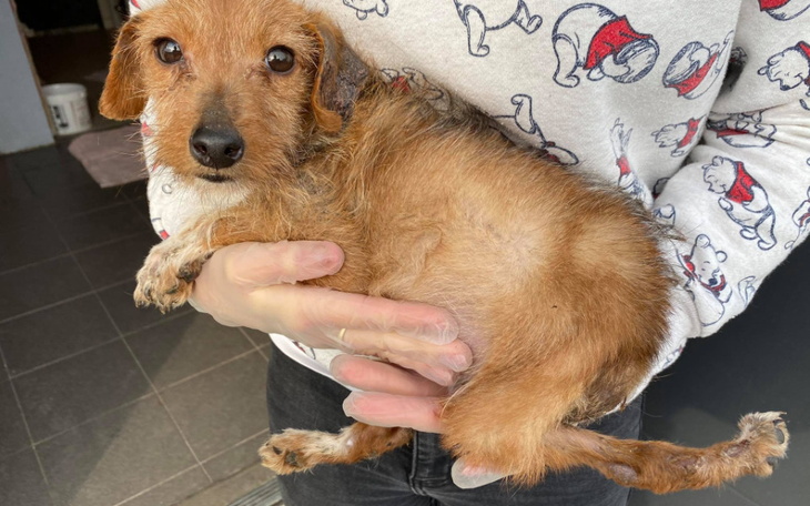 Mały piesek trzymany na rękach, wygląda na zmartwionego.