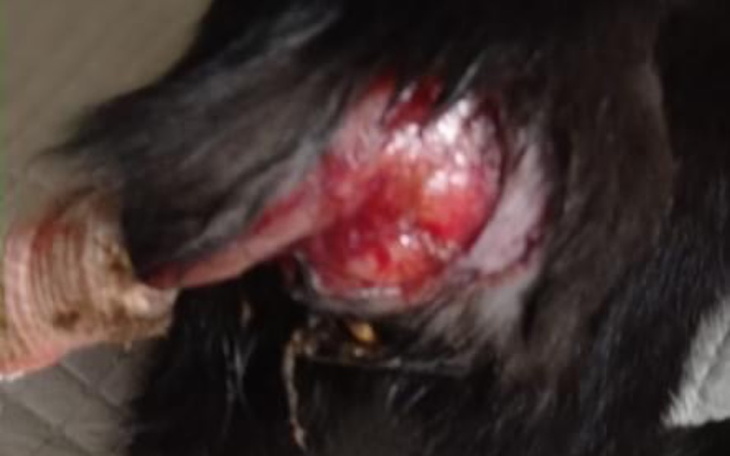 Zbiórka Yuki cierpi - zdjęcie główne